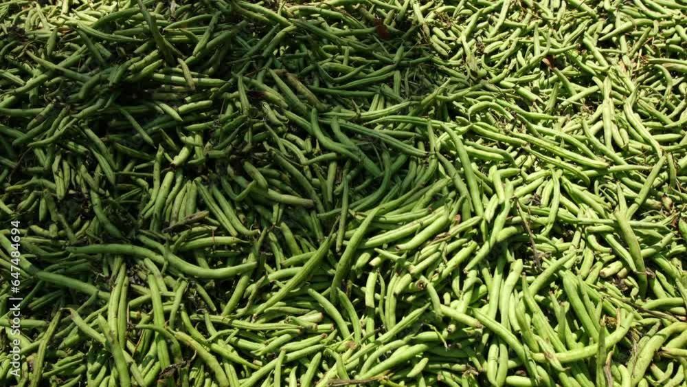 Moving above layer of low quality green beans refused and dumped on ground in sun. Moving above layer of low quality green beans refused and dumped on ground in sun.