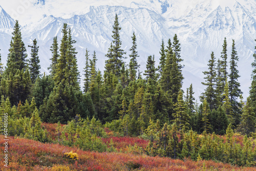 Taiga (Boreal) Forest And Tundra Near Wonder Lake In Denali National Park, Interior Alaska, With The Snow-Covered Mountains Of The Alaska Range Near The Base Of Mt. Mckinley In The Background. Fall. photo