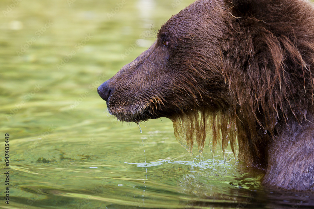 Coastal Brown Bear Fishing In A River, Katmai National Park And Preserve, Southwest Alaska Coastal Brown Bear Fishing In A River, Katmai National Park And Preserve, Southwest Alaska