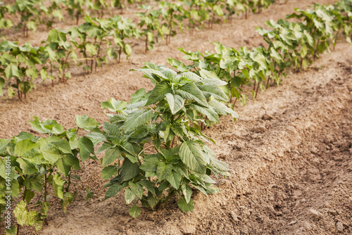 Glyphosate-Ready Palmer Pigweed Thriving (Uncontrolled) In Roundup Ready Cotton Where Roundup Has Been Applied And Controlled Other Weed Species; England, Arkansas, United States Of America