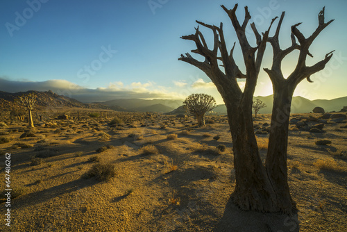 Richtersveld National Park With Dead Kookerboom Tree; South Africa photo