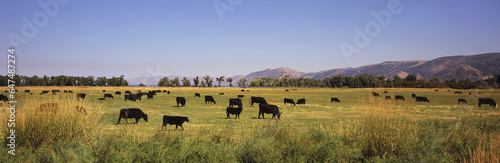A Herd Of Black Angus Cattle Grazes In A Meadow, Hills And Blue Sky Beyond; Pickletown, Utah, United States Of America photo