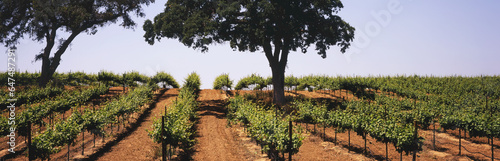 Rows Of Mid-Growth Grapevines In Late Spring On A Hillside Amid Protected Live Oak Trees In California's Central Valley; Lodi, California, United States Of America