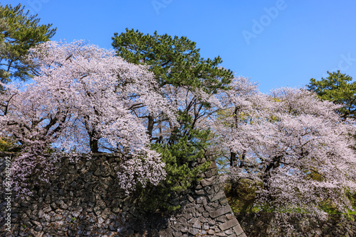 名古屋城内の満開を迎えた桜　愛知県名古屋市 photo