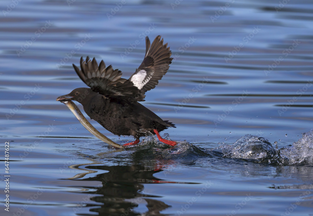Pigeon Guillemot (Cepphus Columba) Takes Off From The Water Carrying A Blenny-Like Fish, Kodiak, Southwest Alaska Pigeon Guillemot (Cepphus Columba) Takes Off From The Water Carrying A Blenny-Like Fish, Kodiak, Southwest Alaska