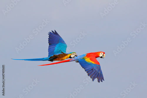 Colorful of Parrots flying in the sky. Free flying bird © Passakorn