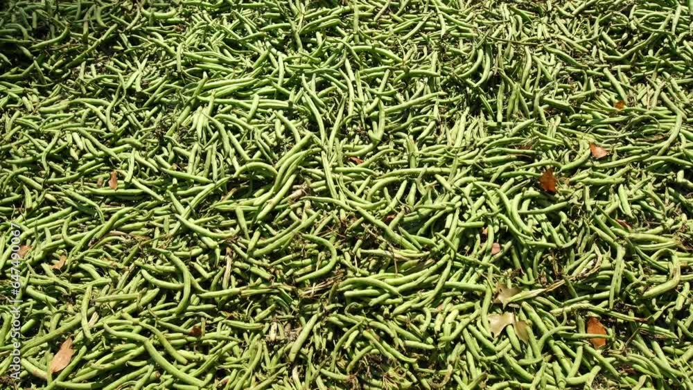 Moving camera above layer or pile of green beans refusal or low quality farm product dumped on ground and drying in sun. Some green beans will be cooked as feed for animal and leftovers will be compos Moving camera above layer or pile of green beans refusal or low quality farm product dumped on ground and drying in sun. Some green beans will be cooked as feed for animal and leftovers will be compos