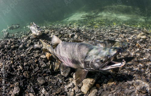 Male Chum Salmon (Oncorhynchus Keta) Gapes To Encourage His Mate To Spawn, Alaska photo