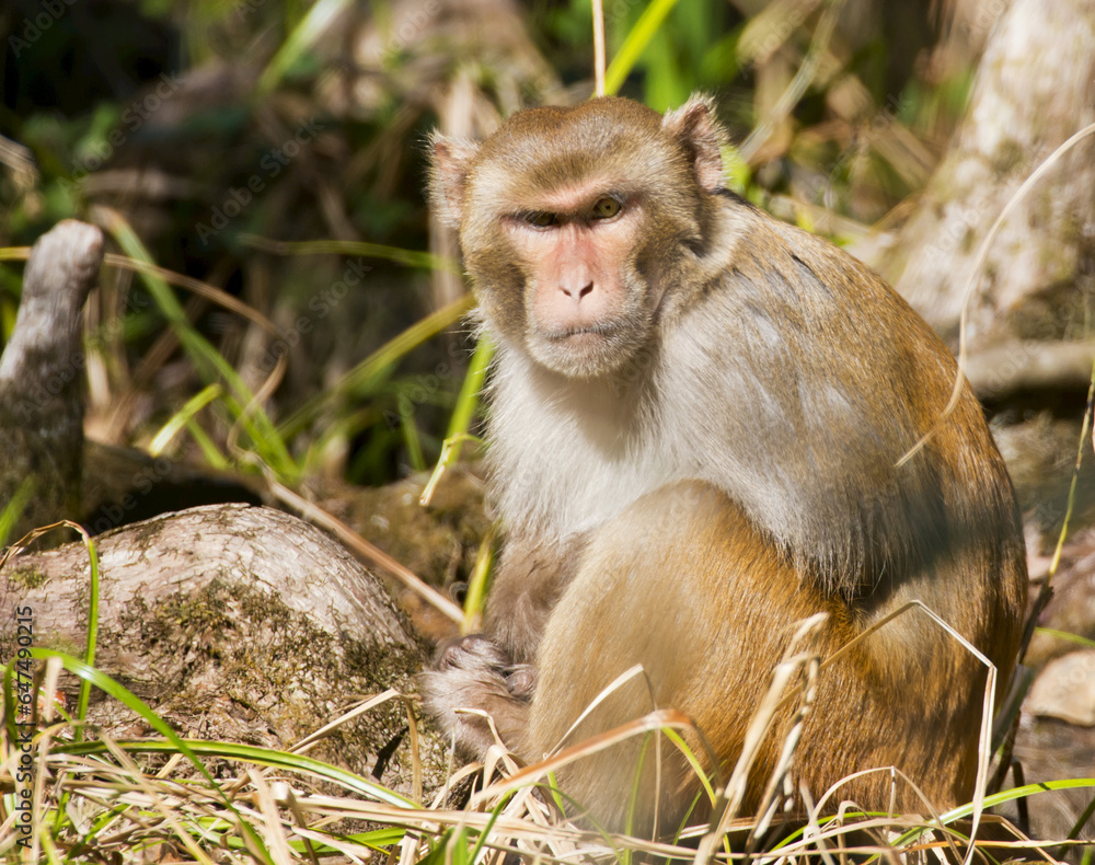 Rhesus Monkey (Macaca Mulatta); Florida, United States Of America Rhesus Monkey (Macaca Mulatta); Florida, United States Of America