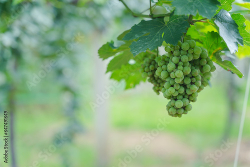 Ripe grapes growing in vineyard, Vineyard with ripe grapes, organic farm. green fruit. 