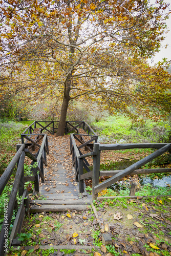 Boardwalk, Stream And Tree In Autumn; Mieza, Greece photo