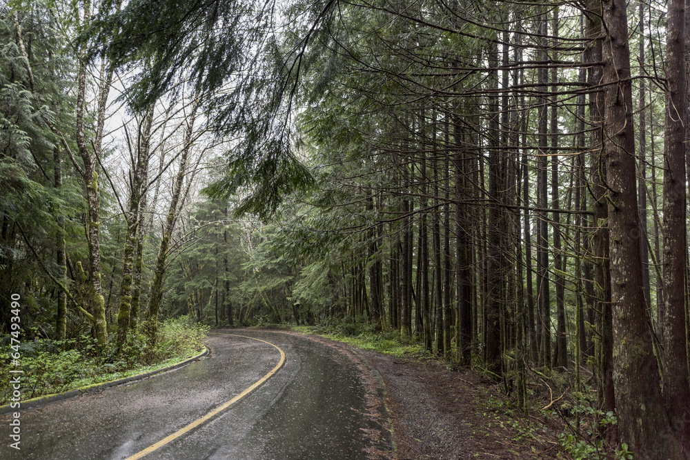 Wet Road Through A Forest; British Columbia, Canada Wet Road Through A Forest; British Columbia, Canada