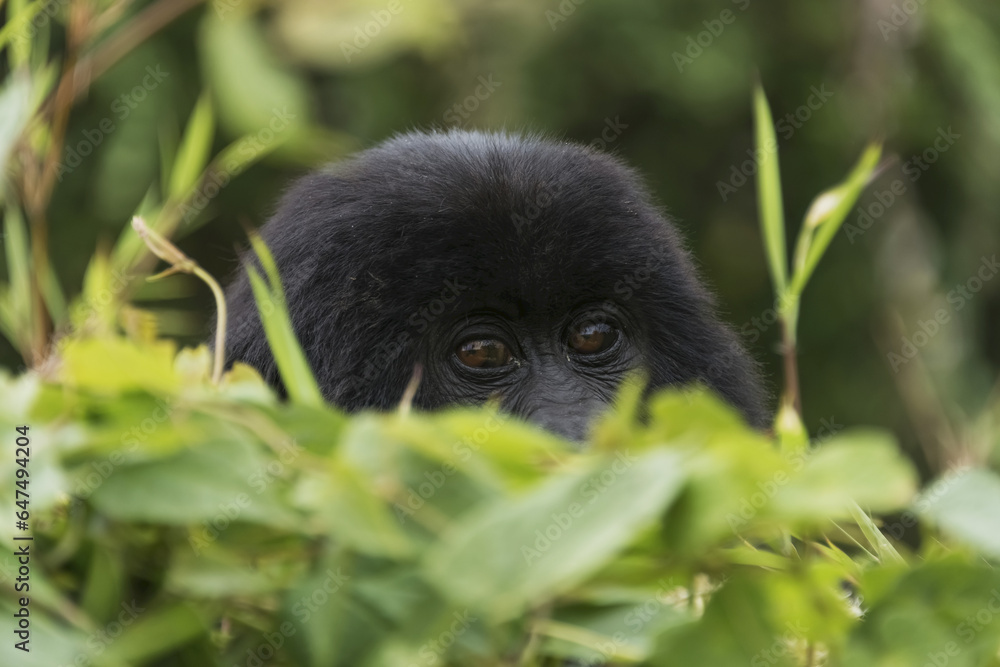 A Baby Eastern Gorilla (Gorilla Beringei Beringei) Peeps Over A Leafy Bush In The Forest With Face And Eyes Of The Gorilla In Focus With The Leaves Blurred; Nkuli, Western Province, Rwanda A Baby Eastern Gorilla (Gorilla Beringei Beringei) Peeps Over A Leafy Bush In The Forest With Face And Eyes Of The Gorilla In Focus With The Leaves Blurred; Nkuli, Western Province, Rwanda