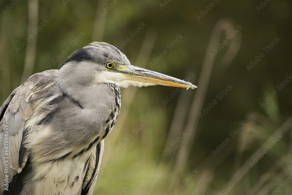 Bird With Long Beak And Grey Feathers; Kenya