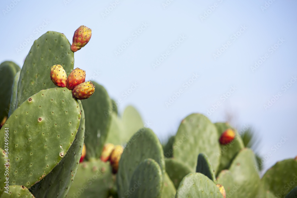 Close Up Of Cactus On Ayasuluk Hill And Blue Sky; Ephesus, Izmir, Turkey