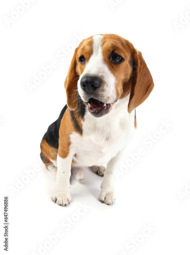 beagle dog isolated on white background