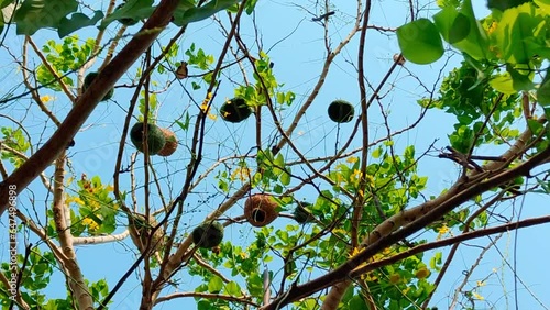Flocks of wild pigeons and sparrows flitted about in the sky