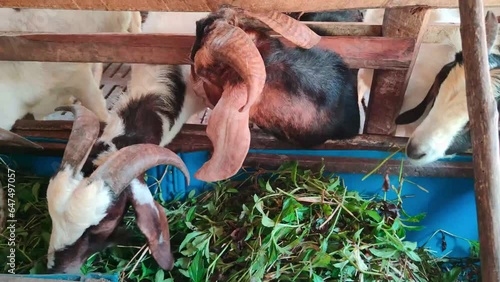 Many goats grazing on a natural farm