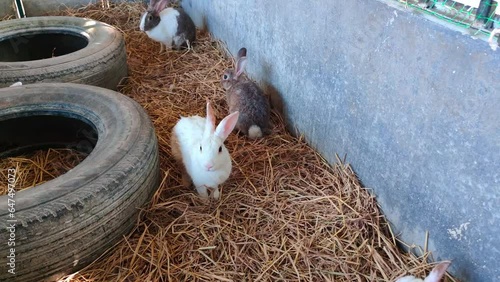 Group of cute little rabbits Healthy colorful rabbits on a natural background rabbit farm