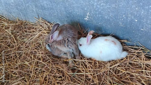 Group of cute little rabbits Healthy colorful rabbits on a natural background rabbit farm