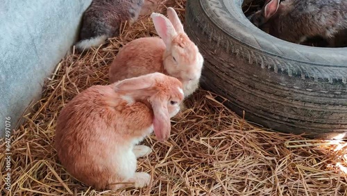 Group of cute little rabbits Healthy colorful rabbits on a natural background rabbit farm