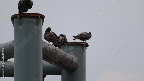 Flocks of wild pigeons and sparrows flitted about in the sky
