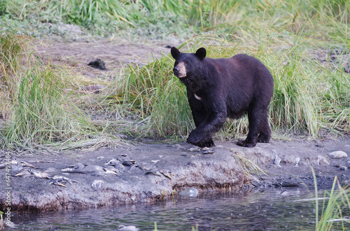 Black bear (ursus americanus) walks past dead pink salmon (oncorhynchus gorbuscha) on bank of spawning creek; Valdez, alaska, united states of america photo