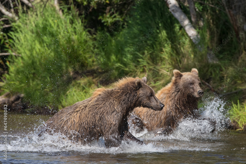 Two brown bears chase salmon in Katmai National Park, Alaska. Two brown bears chase salmon in Katmai National Park, Alaska.