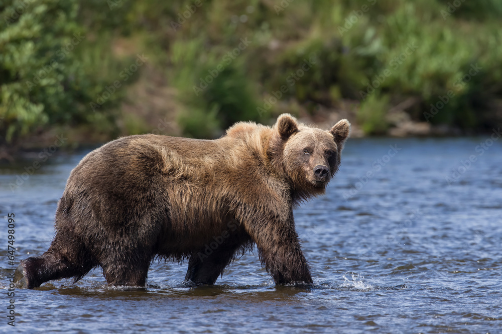 A brown bear walks down a shallow stream in Katmai National Park while fishing for sockeye salmon, Alaska. A brown bear walks down a shallow stream in Katmai National Park while fishing for sockeye salmon, Alaska.