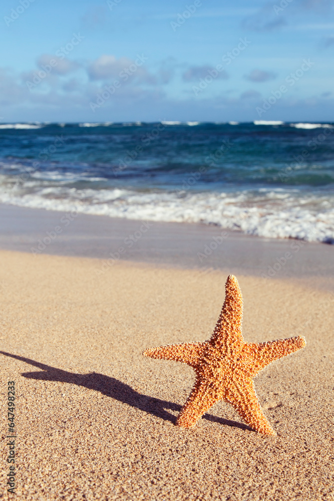 A starfish standing up on the beach casting a shadow; Honolulu oahu hawaii united states of america A starfish standing up on the beach casting a shadow; Honolulu oahu hawaii united states of america