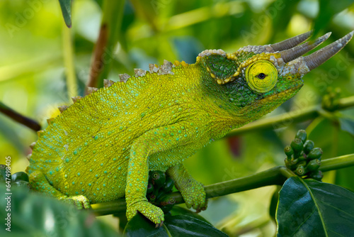 Jackson chameleon (trioceros jacksonii) hides in the coffee trees; Holualoa hawaii united states of america photo