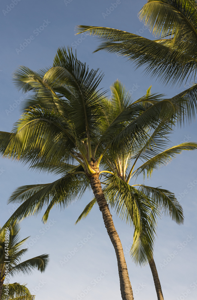 Coconut Palms Sway In Tropical Breezes; Poipu, Kauai, Hawaii, United States Of America Coconut Palms Sway In Tropical Breezes; Poipu, Kauai, Hawaii, United States Of America