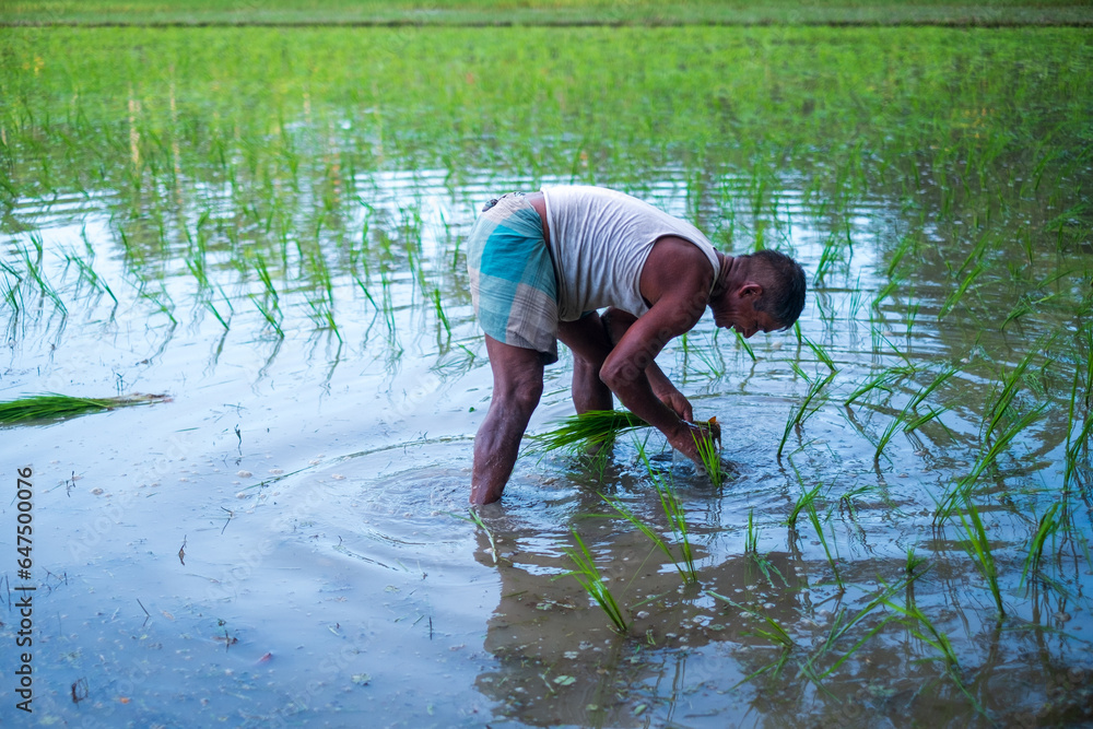 South asian rural farmer sowing crops in a water filled fertile land South asian rural farmer sowing crops in a water filled fertile land
