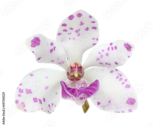 The species orchid (Rhynchostylis) of thailand