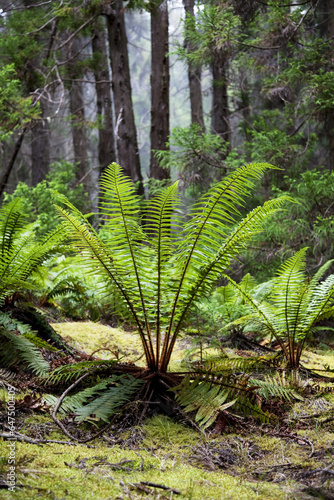 Hawaii, Maui, Poli Poli, Ferns Along Side A Foggy Redwood Forest