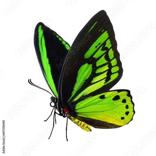 Beautiful Common Green Birdwing butterfly (Ornithoptera richmondia) isolated on white background.