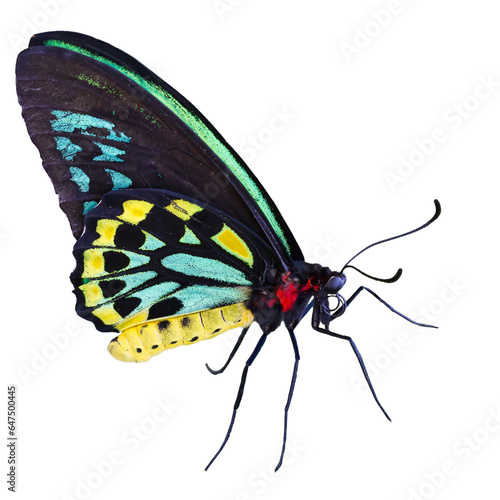 Beautiful Richmond birdwing butterfly (Ornithoptera richmondia) isolated on white background.