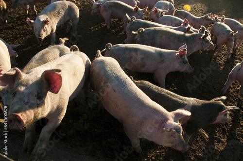 Agriculture - Feeder Hogs In An Open Pen / Near Sioux City, Iowa, Usa. photo
