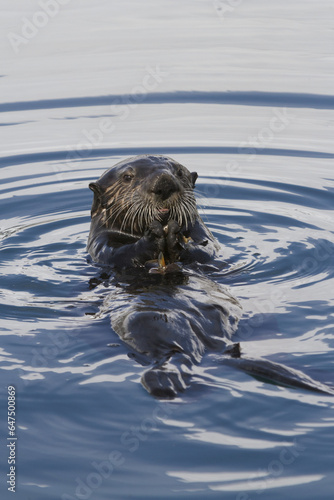 Sea Otter Swimming In Harbor In Whittier, Southcentral Alaska, Spring