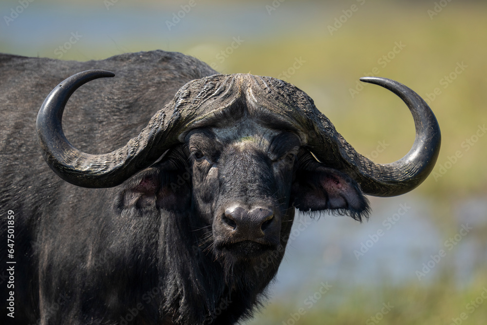 Close-up portrait of a Cape Buffalo (Syncerus caffer) standing, watching camera in Chobe National Park; Chobe, Botswana Close-up portrait of a Cape Buffalo (Syncerus caffer) standing, watching camera in Chobe National Park; Chobe, Botswana