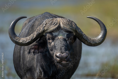 Close-up portrait of a Cape Buffalo (Syncerus caffer) standing chewing cud and looking at the camera in Chobe National Park; Chobe, Botswana