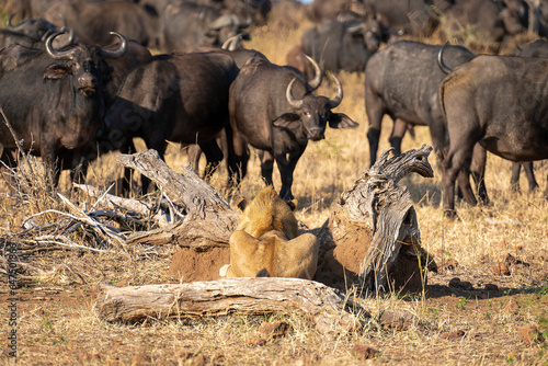 Young male lion (Panthera leo) finds camouflage next to a herd of Cape Buffalo (Syncerus caffer) standing on the plain, while he lies watching in Chobe National Park; Chobe, Botswana