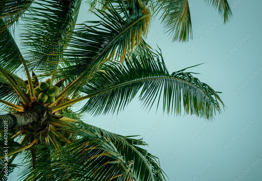 coconut tree grove Florida 