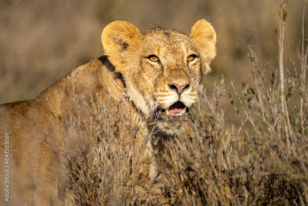 Close-up portrait of a Lioness (Panthera leo) lying in the grass, looking over bushes in the sunshine; Laikipia, Kenya Close-up portrait of a Lioness (Panthera leo) lying in the grass, looking over bushes in the sunshine; Laikipia, Kenya