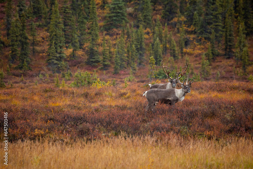 Two caribou pause in the fall colored tundra in Denali National Park and Preserve, Alaska, USA photo
