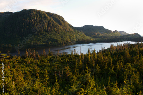 Second growth timber on Prince of Wales Island, Alaska, USA; Prince of Wales Island, Alaska, United States of America photo