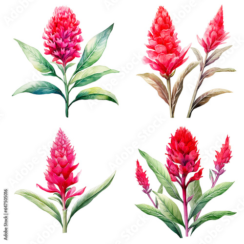 Set Of Watercolor Celosia Flower Isolated on Transparent Background