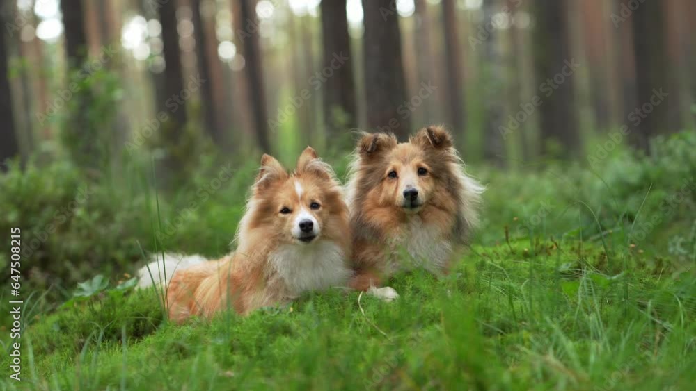 two dogs together in the forest. Red shelties against a background of ...