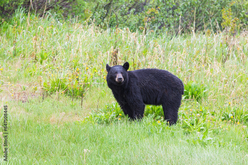 Black Bear (Ursus Americanus) Standing Along The Haines Highway; Alaska, United States Of America Black Bear (Ursus Americanus) Standing Along The Haines Highway; Alaska, United States Of America