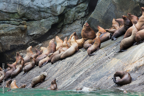 Steller Sea Lions (Eumetopias Jubatus) Resting In A Rookery Along Lynn Canal, Inside Passage, Southeast Alaska; Alaska, United States Of America photo